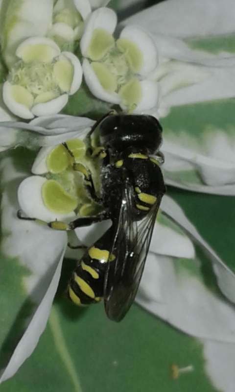 Crabronidae : Ectemnius sp.? S.